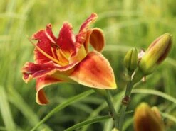 Taglilie 'Fire And Fog' 14 Taglilie 'Fire And Fog' -Günstiges Erd Seele Geschäft taglilie fire and fog m071640 w 3