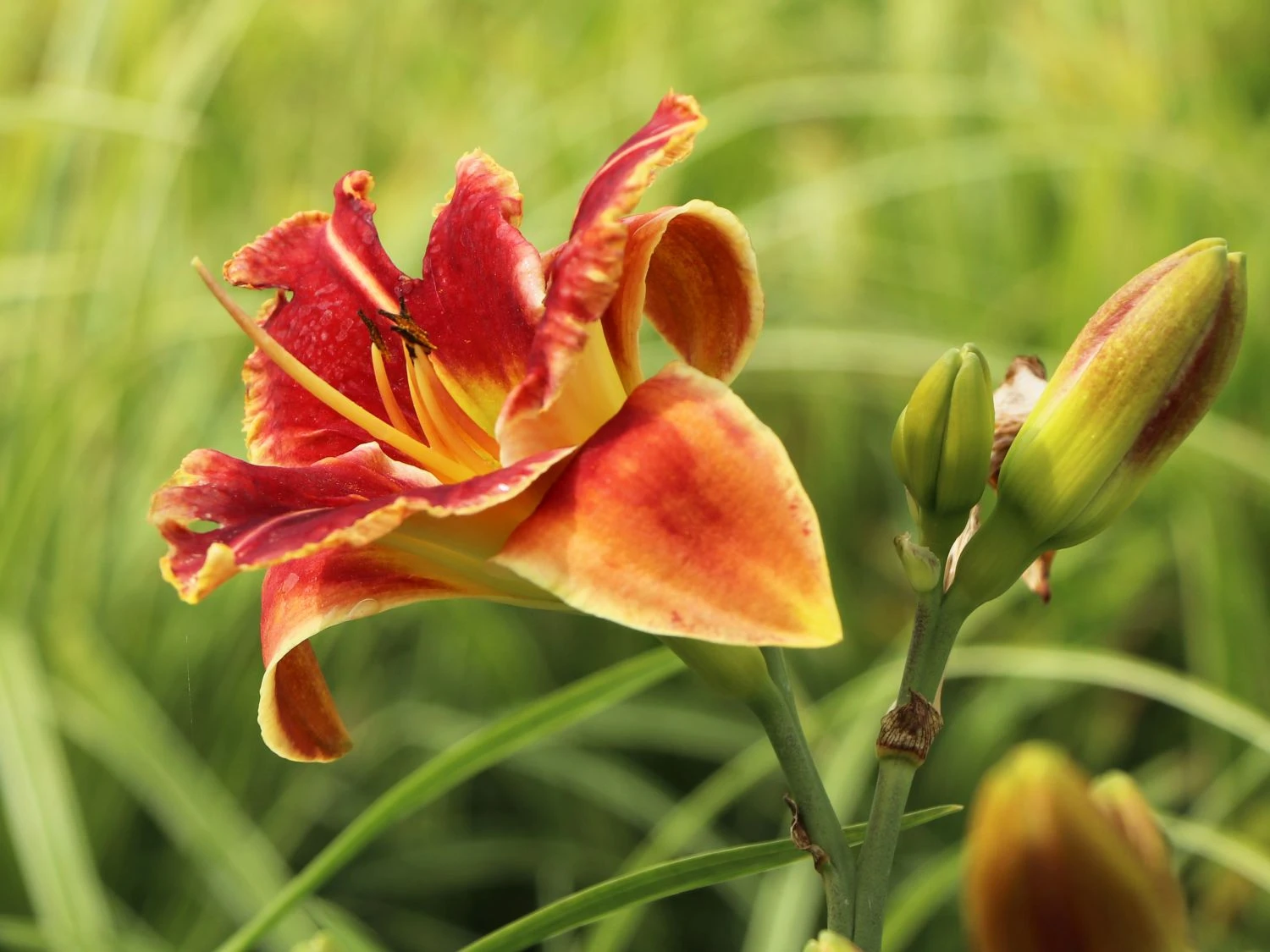 Taglilie 'Fire And Fog' 8 Taglilie 'Fire And Fog' – Bild 6