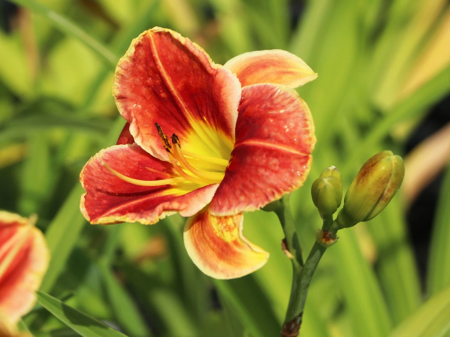 Taglilie 'Fire And Fog' 7 Taglilie 'Fire And Fog' – Bild 5