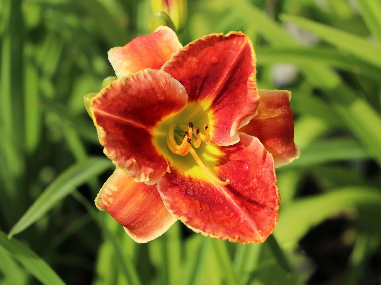 Taglilie 'Fire And Fog' 9 Taglilie 'Fire And Fog' – Bild 7