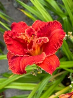 Taglilie 'Moses Fire' -Günstiges Erd Seele Geschäft taglilie moses fire m058863 900765 0