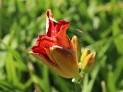 Taglilie 'Moses Fire' -Günstiges Erd Seele Geschäft taglilie moses fire m058863 w 1