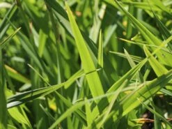 Taglilie 'Moses Fire' -Günstiges Erd Seele Geschäft taglilie moses fire m058863 w 2