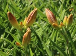 Taglilie 'Moses Fire' -Günstiges Erd Seele Geschäft taglilie moses fire m058863 w 3