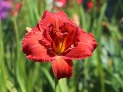 Taglilie 'Moses Fire' -Günstiges Erd Seele Geschäft taglilie moses fire m058863 w 4