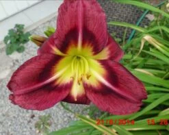 Taglilie 'Night Beacon' -Günstiges Erd Seele Geschäft taglilie night beacon m058867 676001 0