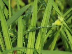 Taglilie 'Night Beacon' -Günstiges Erd Seele Geschäft taglilie night beacon m058867 w 0