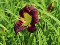 Taglilie 'Night Beacon' -Günstiges Erd Seele Geschäft taglilie night beacon m058867 w 2