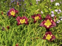 Taglilie 'Night Beacon' -Günstiges Erd Seele Geschäft taglilie night beacon m058867 w 3