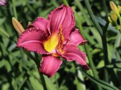 Taglilie 'Olive Baily Langdon'