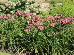 Taglilie 'Olive Baily Langdon' -Günstiges Erd Seele Geschäft taglilie olive baily langdon m058873 w 0