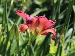 Taglilie 'Olive Baily Langdon' -Günstiges Erd Seele Geschäft taglilie olive baily langdon m058873 w 1