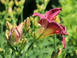 Taglilie 'Olive Baily Langdon' -Günstiges Erd Seele Geschäft taglilie olive baily langdon m058873 w 2