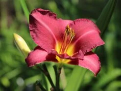 Taglilie 'Olive Baily Langdon' -Günstiges Erd Seele Geschäft taglilie olive baily langdon m058873 w 3