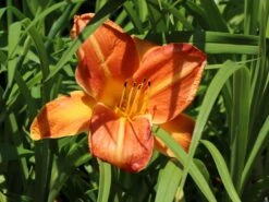 Taglilie 'Shola' -Günstiges Erd Seele Geschäft taglilie shola m058881 w 0