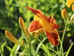 Taglilie 'Shola' -Günstiges Erd Seele Geschäft taglilie shola m058881 w 2