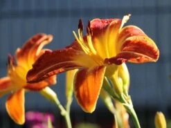 Taglilie 'Shola' -Günstiges Erd Seele Geschäft taglilie shola m058881 w 3