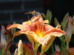 Taglilie 'Shola' -Günstiges Erd Seele Geschäft taglilie shola m058881 w 4