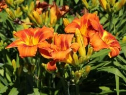 Taglilie 'Shola' -Günstiges Erd Seele Geschäft taglilie shola m058881 w 5