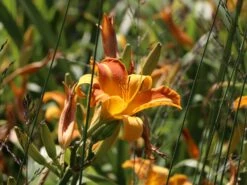 Taglilie 'Shola' -Günstiges Erd Seele Geschäft taglilie shola m058881 w 6