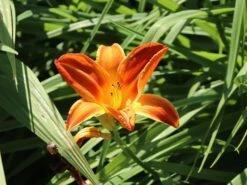 Taglilie 'Shola' -Günstiges Erd Seele Geschäft taglilie shola m058881 w 7