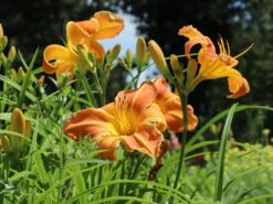 Taglilie 'Shola' -Günstiges Erd Seele Geschäft taglilie shola m058881 w 8