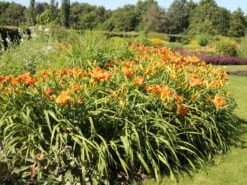 Taglilie 'Tuscawilla Tigress' -Günstiges Erd Seele Geschäft taglilie tuscawilla tigress m058894 w 0