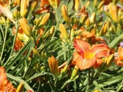 Taglilie 'Tuscawilla Tigress' -Günstiges Erd Seele Geschäft taglilie tuscawilla tigress m058894 w 1