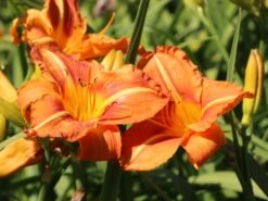 Taglilie 'Tuscawilla Tigress' -Günstiges Erd Seele Geschäft taglilie tuscawilla tigress m058894 w 2