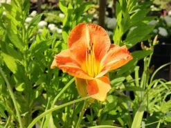 Taglilie 'Tuscawilla Tigress' -Günstiges Erd Seele Geschäft taglilie tuscawilla tigress m058894 w 3