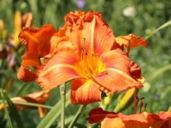 Taglilie 'Tuscawilla Tigress' -Günstiges Erd Seele Geschäft taglilie tuscawilla tigress m058894 w 4