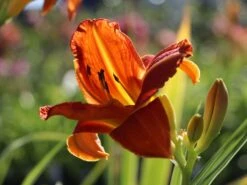 Taglilie 'Tuscawilla Tigress' -Günstiges Erd Seele Geschäft taglilie tuscawilla tigress m058894 w 5