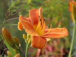 Taglilie 'Tuscawilla Tigress' -Günstiges Erd Seele Geschäft taglilie tuscawilla tigress m058894 w 6