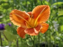 Taglilie 'Tuscawilla Tigress' -Günstiges Erd Seele Geschäft taglilie tuscawilla tigress m058894 w 7