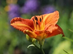 Taglilie 'Tuscawilla Tigress' -Günstiges Erd Seele Geschäft taglilie tuscawilla tigress m058894 w 8