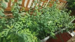 Tatarische Heckenkirsche -Günstiges Erd Seele Geschäft tatarische heckenkirsche m011956 917318 0