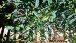 Tatarische Heckenkirsche -Günstiges Erd Seele Geschäft tatarische heckenkirsche m011956 917318 1