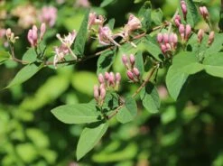 Tatarische Heckenkirsche