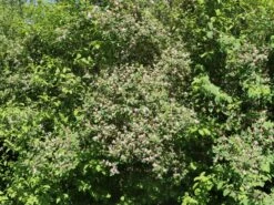 Tatarische Heckenkirsche -Günstiges Erd Seele Geschäft tatarische heckenkirsche m011956 w 10