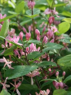 Tatarische Heckenkirsche -Günstiges Erd Seele Geschäft tatarische heckenkirsche m011956 w 2