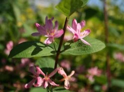 Tatarische Heckenkirsche -Günstiges Erd Seele Geschäft tatarische heckenkirsche m011956 w 3