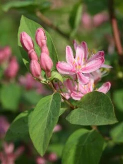 Tatarische Heckenkirsche -Günstiges Erd Seele Geschäft tatarische heckenkirsche m011956 w 4