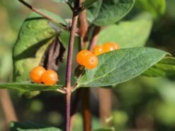 Tatarische Heckenkirsche -Günstiges Erd Seele Geschäft tatarische heckenkirsche m011956 w 5