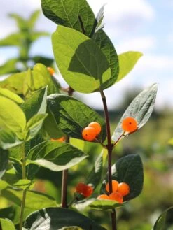 Tatarische Heckenkirsche -Günstiges Erd Seele Geschäft tatarische heckenkirsche m011956 w 7