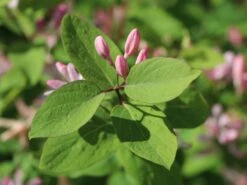 Tatarische Heckenkirsche -Günstiges Erd Seele Geschäft tatarische heckenkirsche m011956 w 9