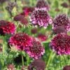 Samt-Skabiose 'Barocca' / Samt-Grindkraut 'Barocca' -Günstiges Erd Seele Geschäft tauben scabiose barocca m055693 h 0