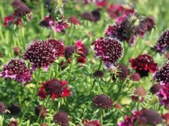 Samt-Skabiose 'Barocca' / Samt-Grindkraut 'Barocca' 13 Samt-Skabiose 'Barocca' / Samt-Grindkraut 'Barocca' -Günstiges Erd Seele Geschäft tauben scabiose barocca m055693 w 1