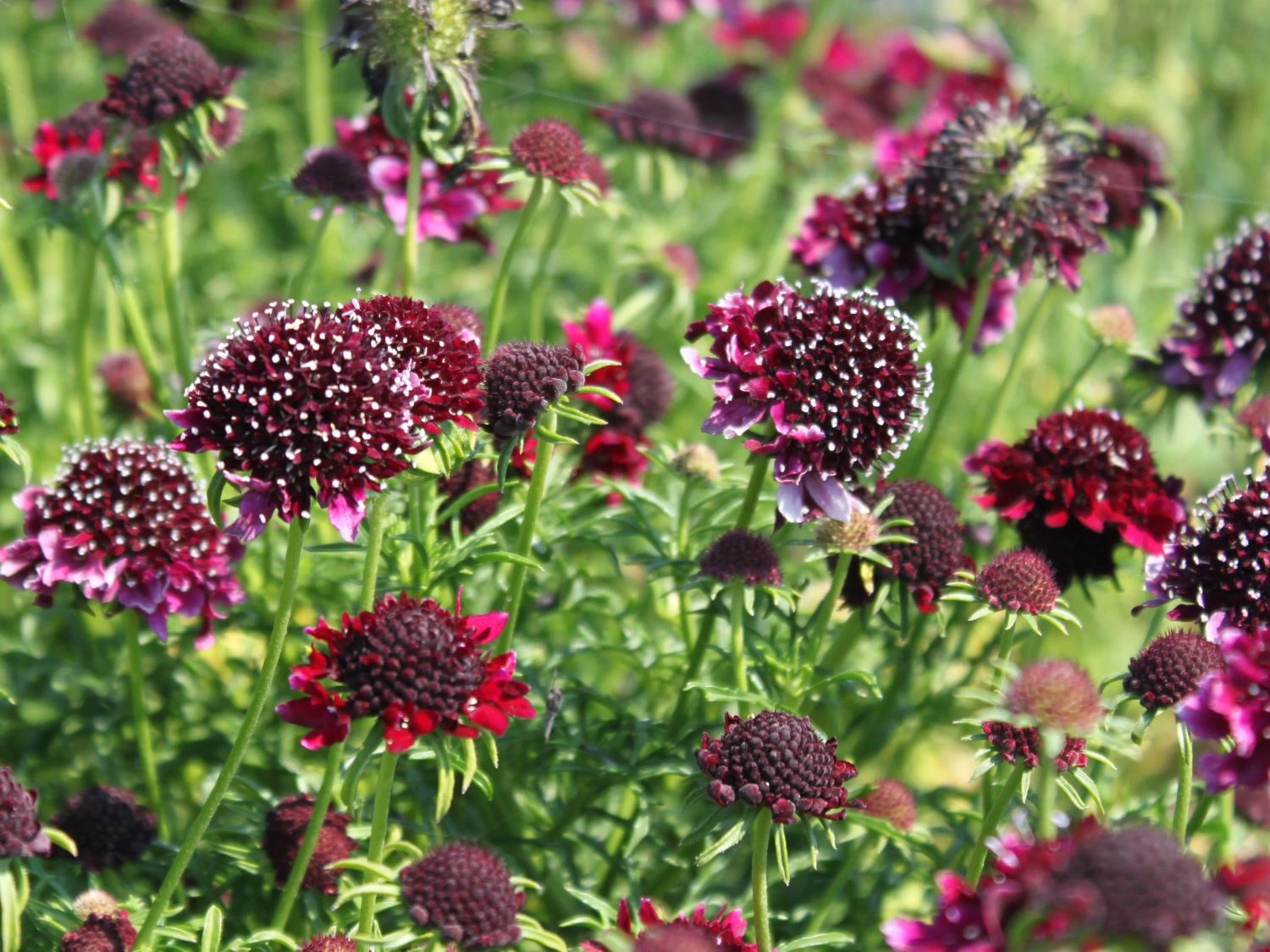 Samt-Skabiose 'Barocca' / Samt-Grindkraut 'Barocca' 6 Samt-Skabiose 'Barocca' / Samt-Grindkraut 'Barocca' – Bild 4