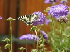 Tauben-Skabiose 'Butterfly Blue' -Günstiges Erd Seele Geschäft tauben skabiose butterfly blue m055694 424875 0