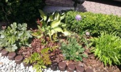 Tauben-Skabiose 'Butterfly Blue' -Günstiges Erd Seele Geschäft tauben skabiose butterfly blue m055694 470470 0